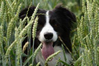 Grain free liver dog hotsell treat recipes