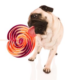 Dog lollipop outlet treats