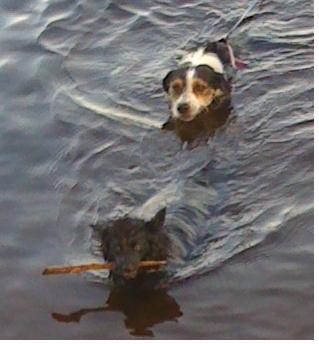 Zarra & Lucky swimming in summer