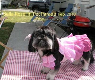 Bella Rose at Pet Parade