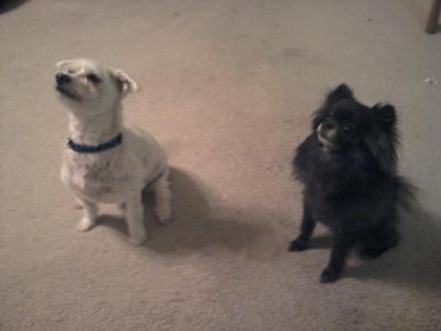 Dyce ia a maltese and Raina is a pomchi