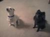 Dyce ia a maltese and Raina is a pomchi