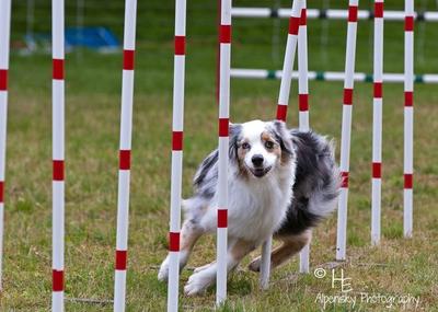 Caper, doing agility weaves